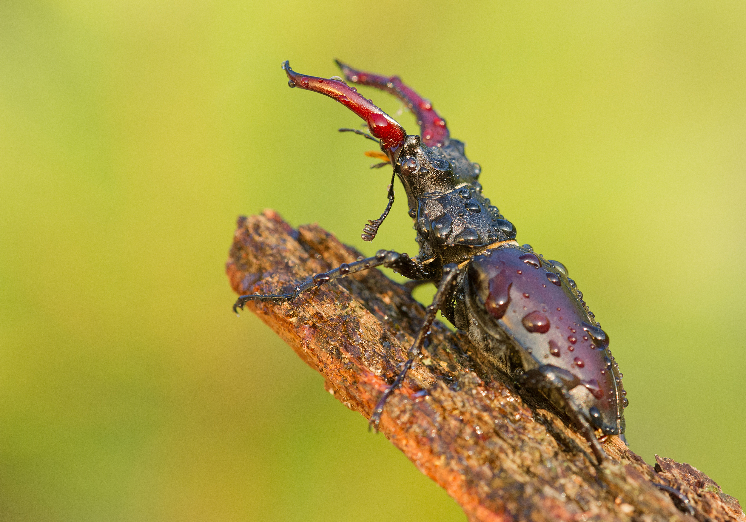 Photo of stag beetle on wood. (Photo: mzphoto11/iStock)