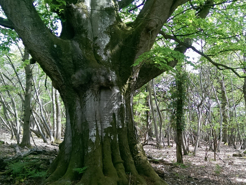 A veteran beech tree. (Photo: Jim Wright-Smith)