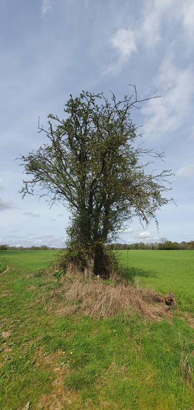 Common hawthorn