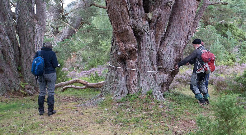 Recording a tree. (Photo: Duncan Le May/WTML)