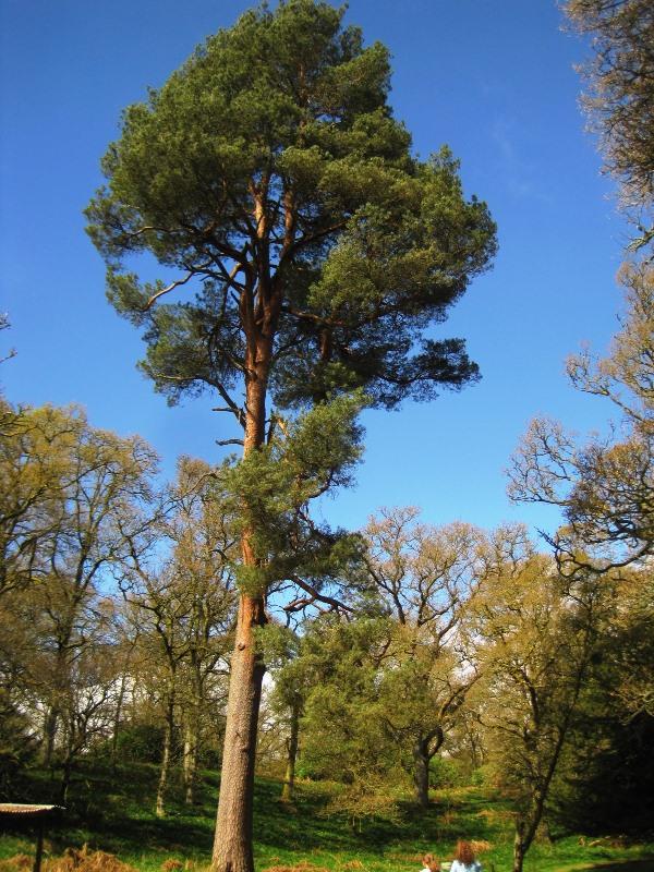 Scots pine - Ancient Tree Inventory