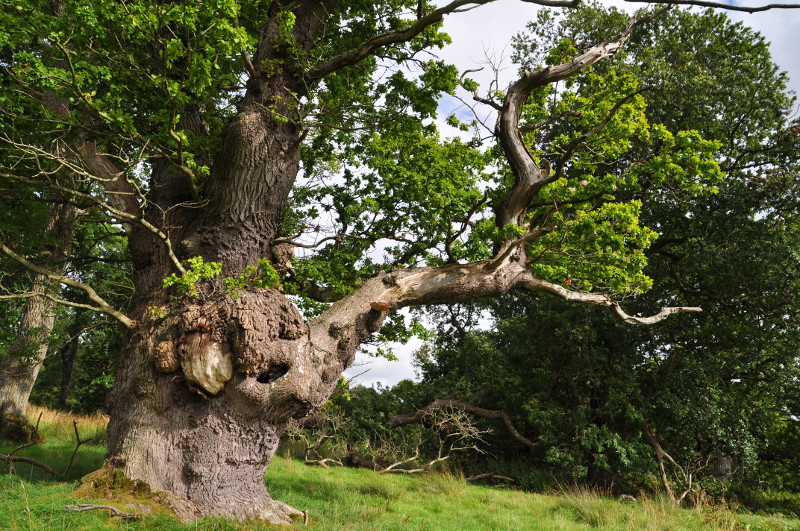 Gregynog Oak at Gregynog Hall. (Photo: Liz Fleming Williams/WTML)