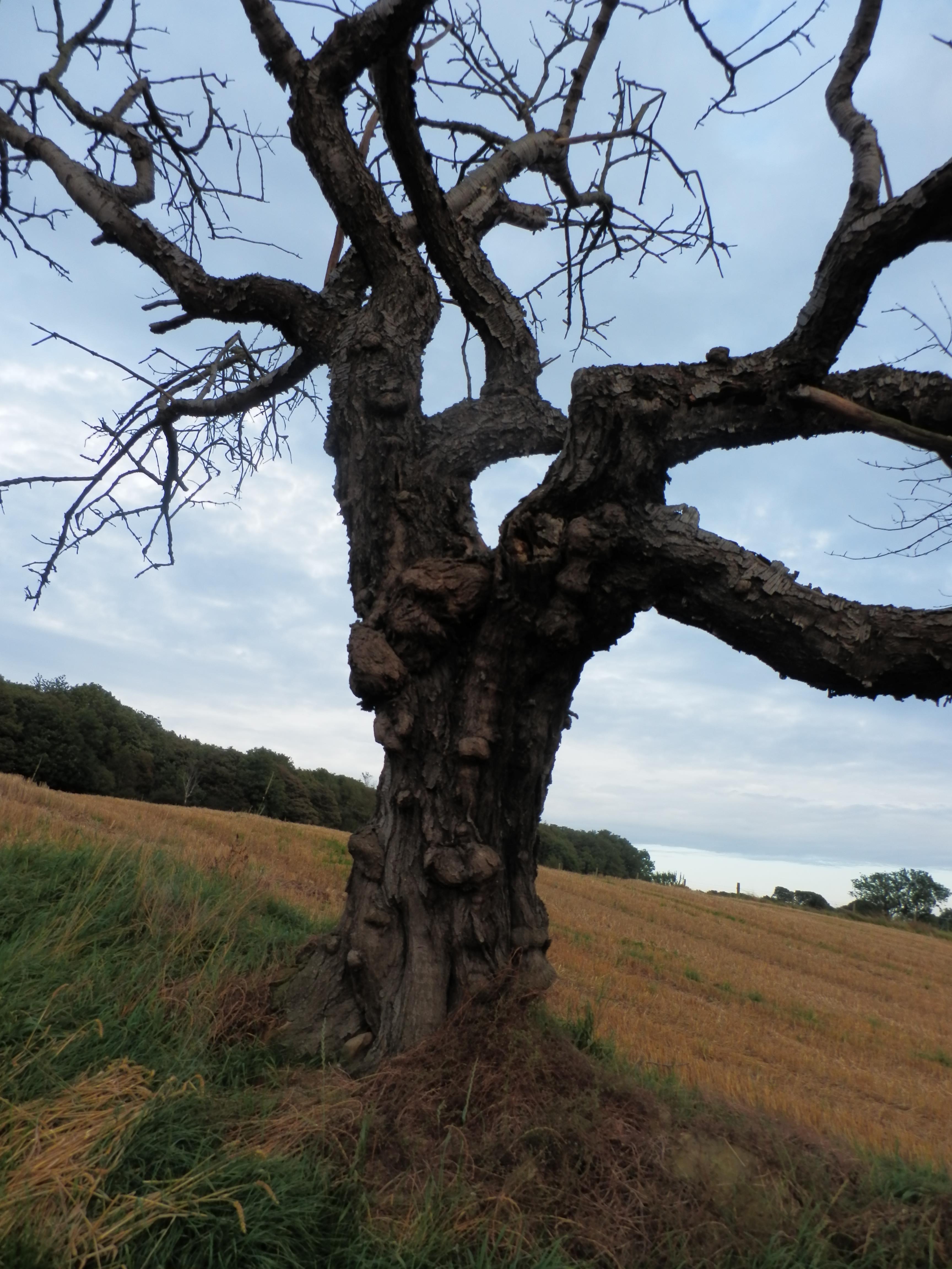 A surviving ancient wild cherry growing on the boundary of an arable field. Brilliant record John!