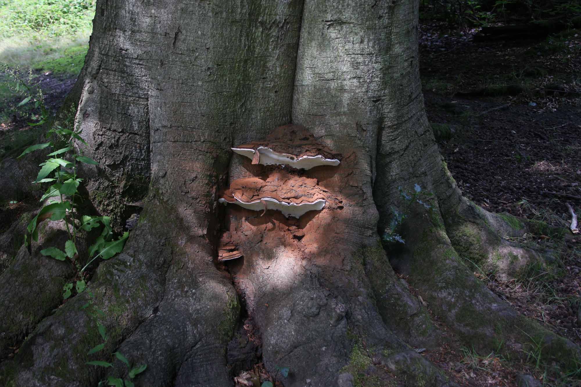 Ganoderma on beech trees