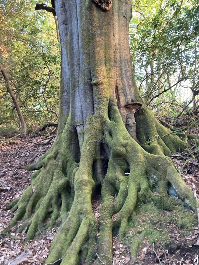 Moss is often seen at the base of old trees. Photo: Aidan Champion