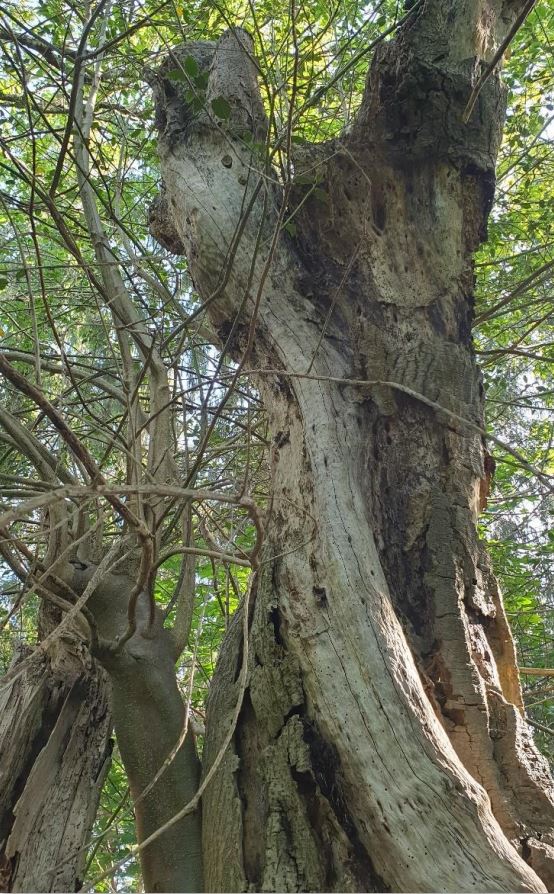 A close-up of the decay features and exposed deadwood.