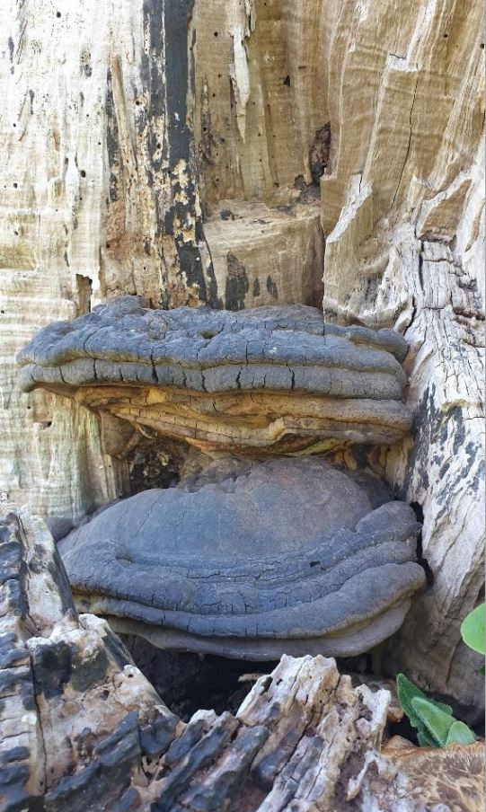 When limbs break away from the trunk this creates an opportunity for specialised fungi to colonise and enchance the natural decay process.